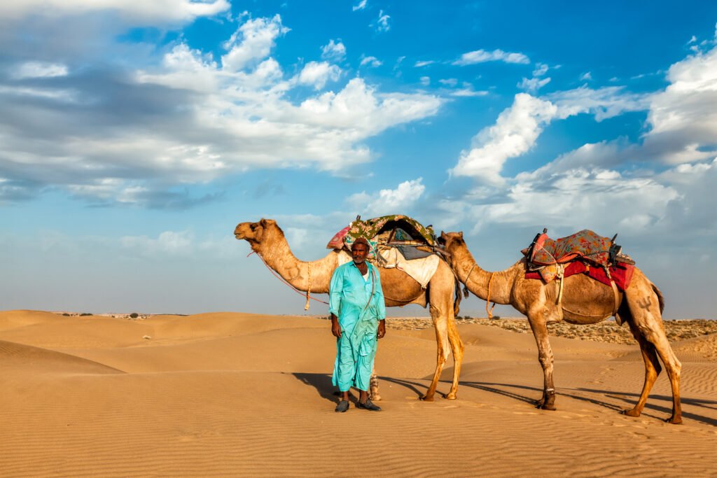 cameleer camel driver with camels in rajasthan, india