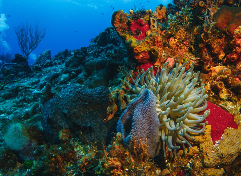 coral reef macro ,texture, abstract marine ecosystem background on a coral reef
