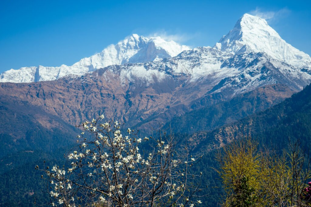 beautiful view of the landscape of the himalayan mountains. snow covered mountain tops and flowering trees. trekking concept in the mountains