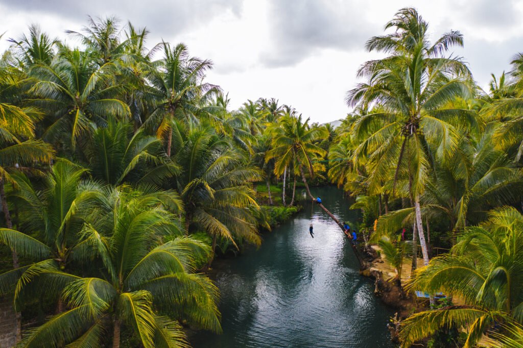 leaning palm at maasin river, siargao