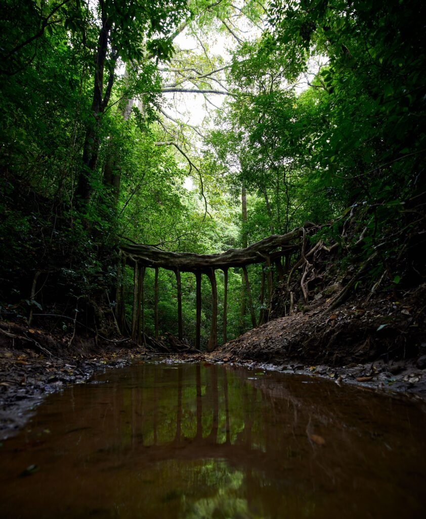 vertical shot of a forest meghalaya with puudle front