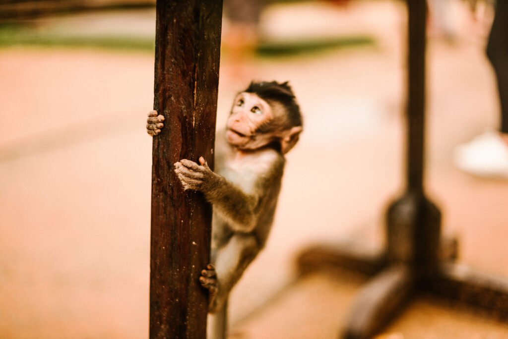 Punch the monkey sitting alert in his enclosure at Ichikawa City Zoo while observing visitors.