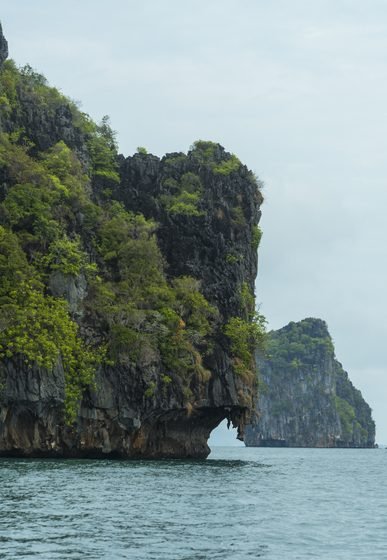 view of tropical forest